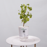 Ficus Bonsai